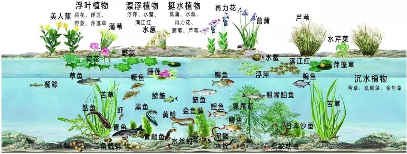 景觀水體、湖泊等生態(tài)修復解決方案